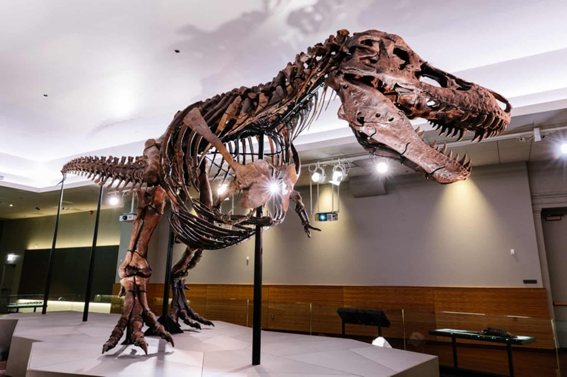 Field Museum Chicago view of SUE T-Rex