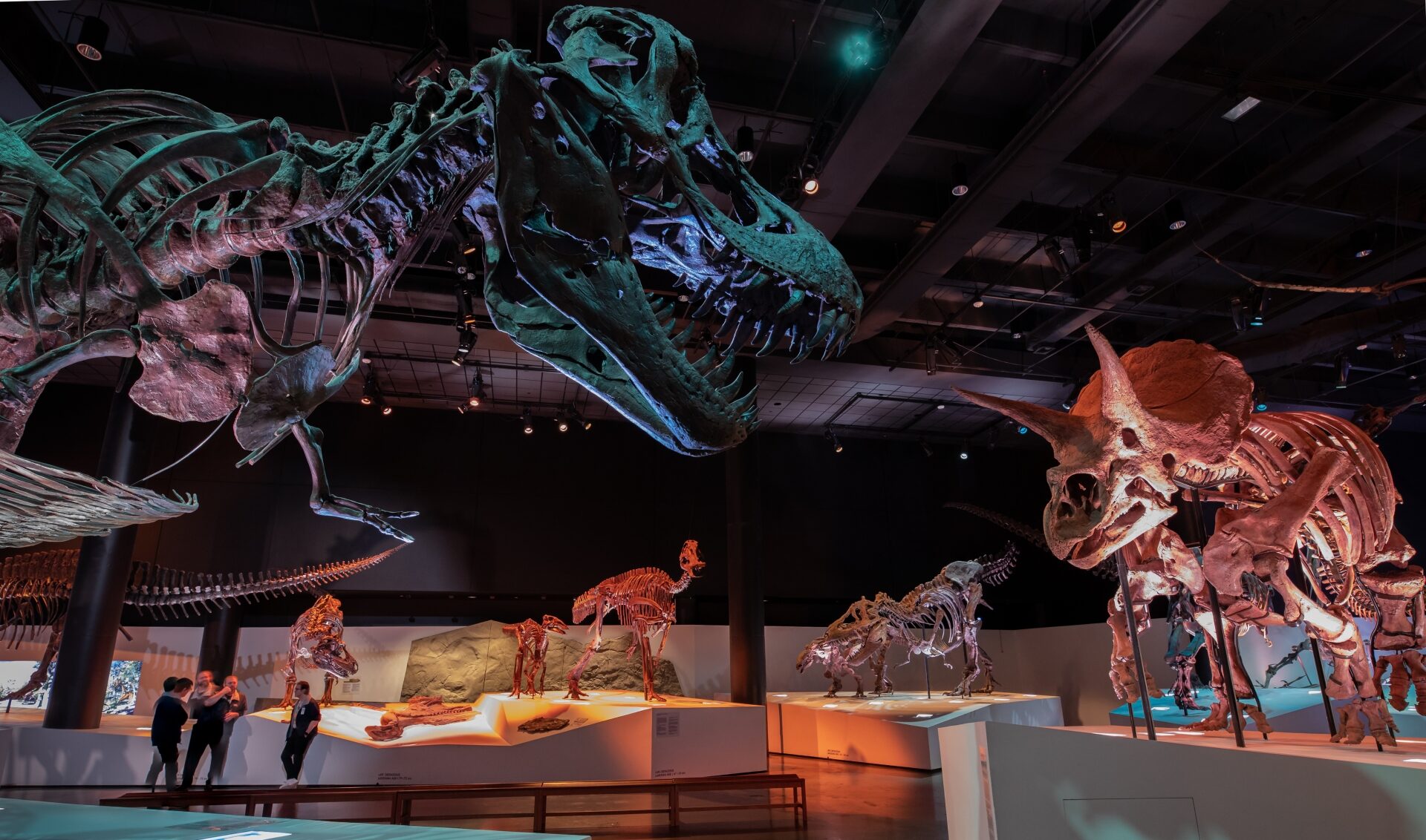 Houston Museum of National Science view of dinosaur exhibit