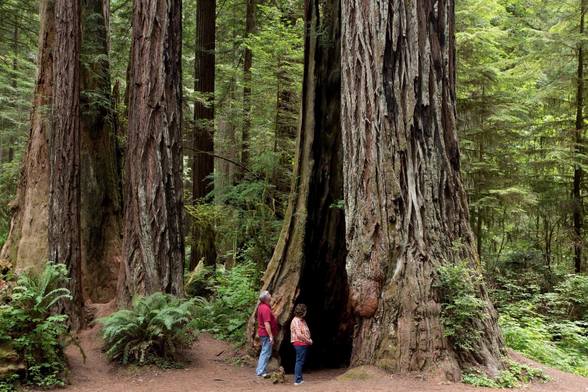 Couple standing at the base of a giant redwood tree