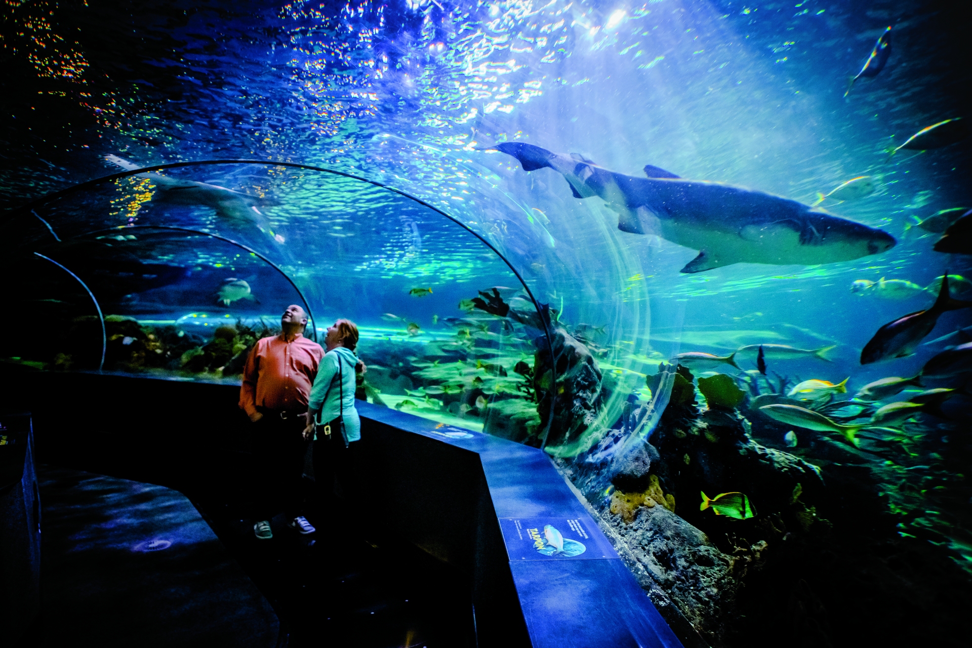 Ripleys Aquarium of the Smokies view of the glass tunnel