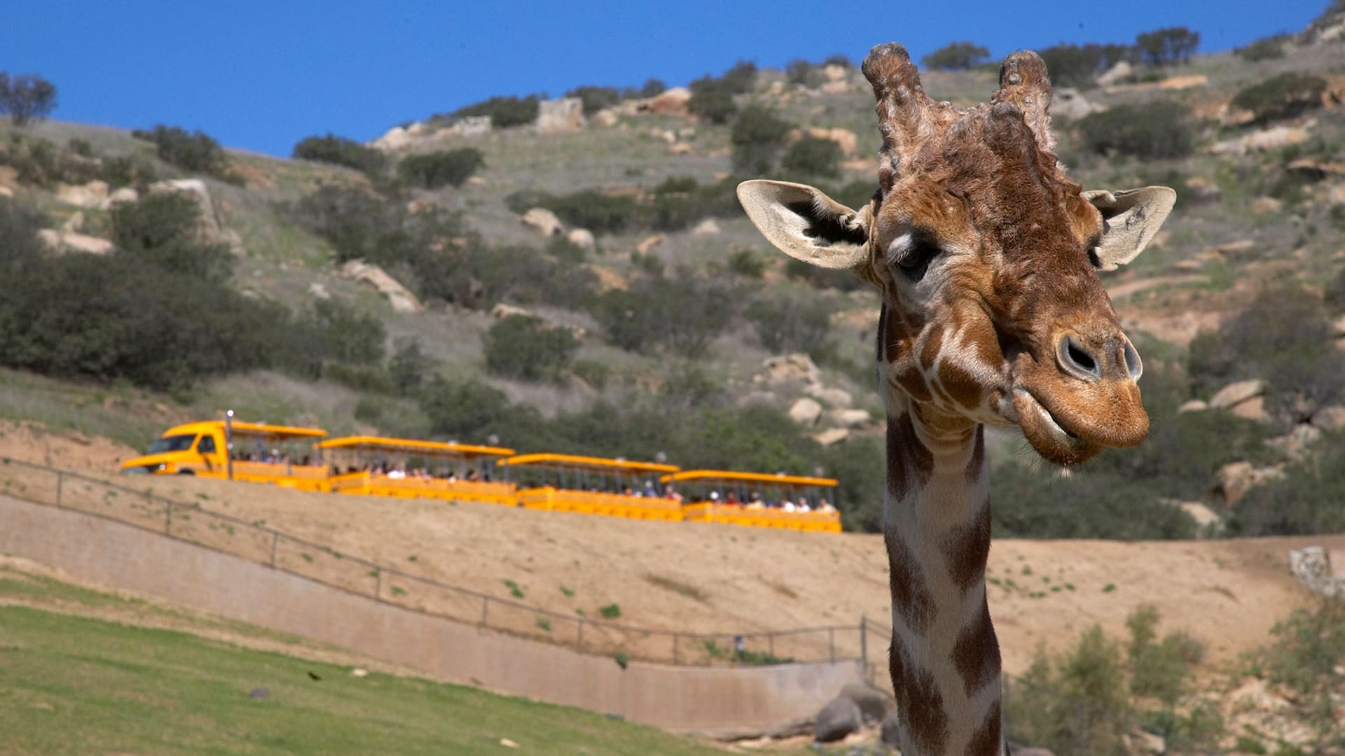 Giraffe with safari tram in the background at San Diego Zoo Safari Park