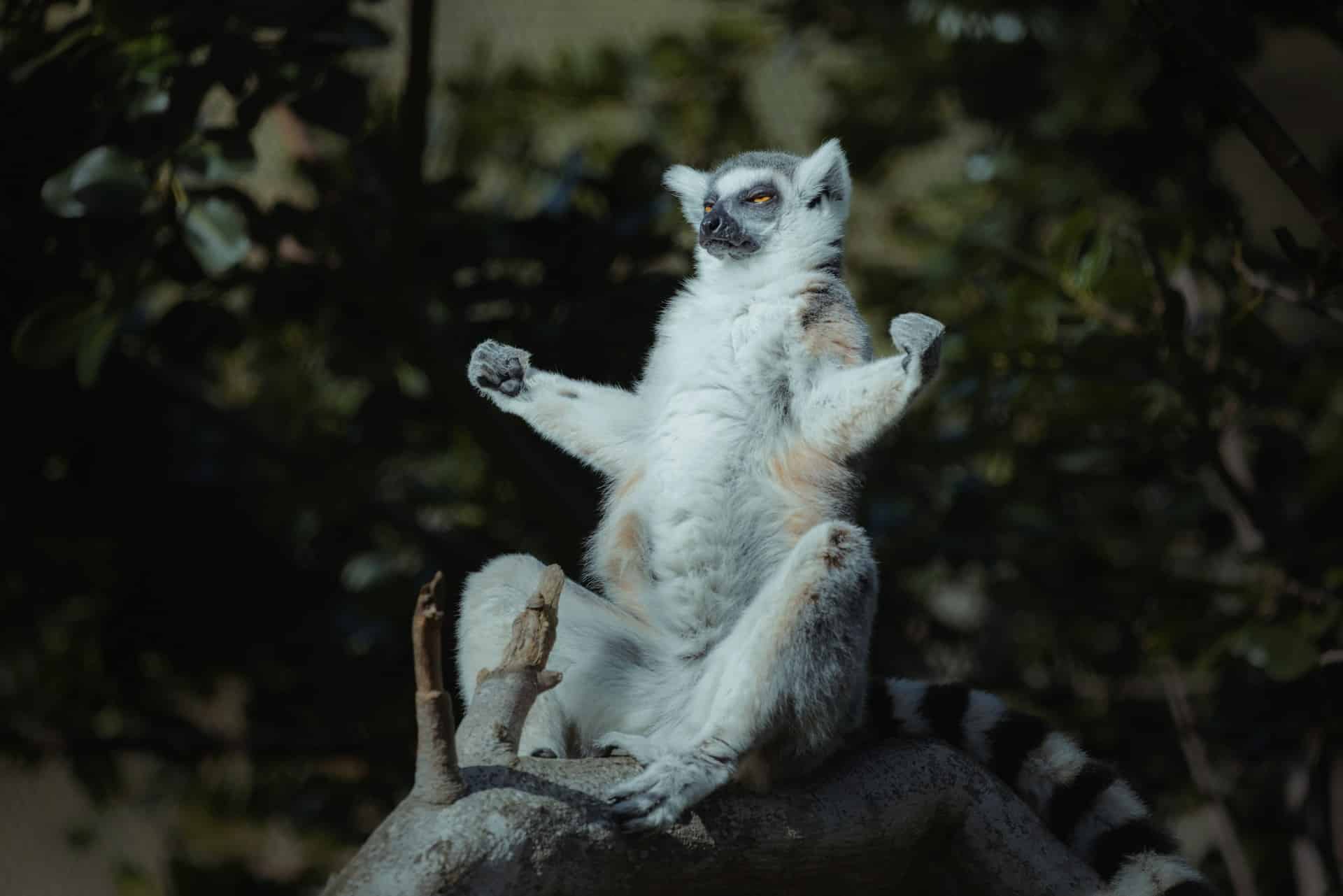 Ring tailed lemur posing at San Diego Zoo