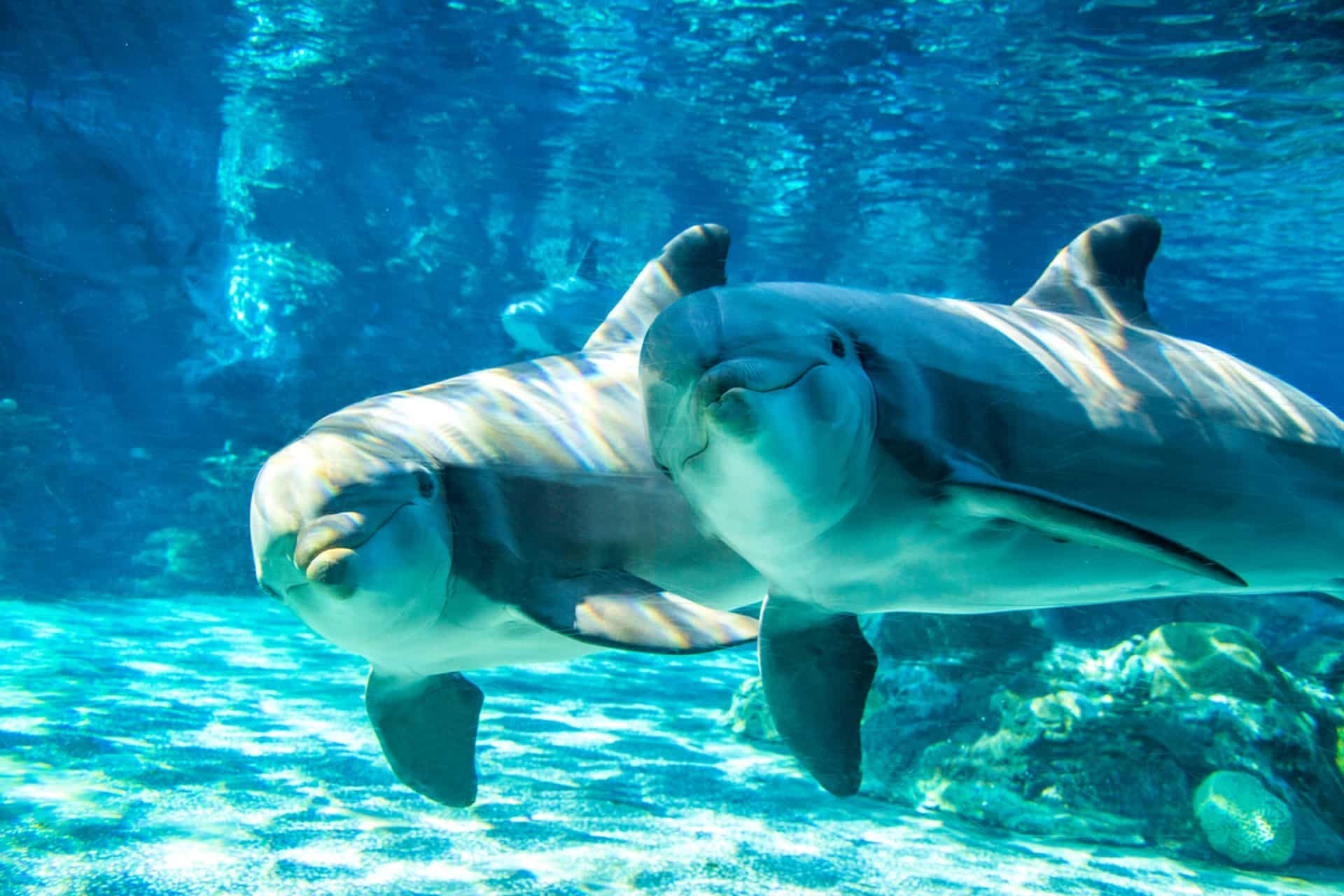 Dolphins peering through the glass