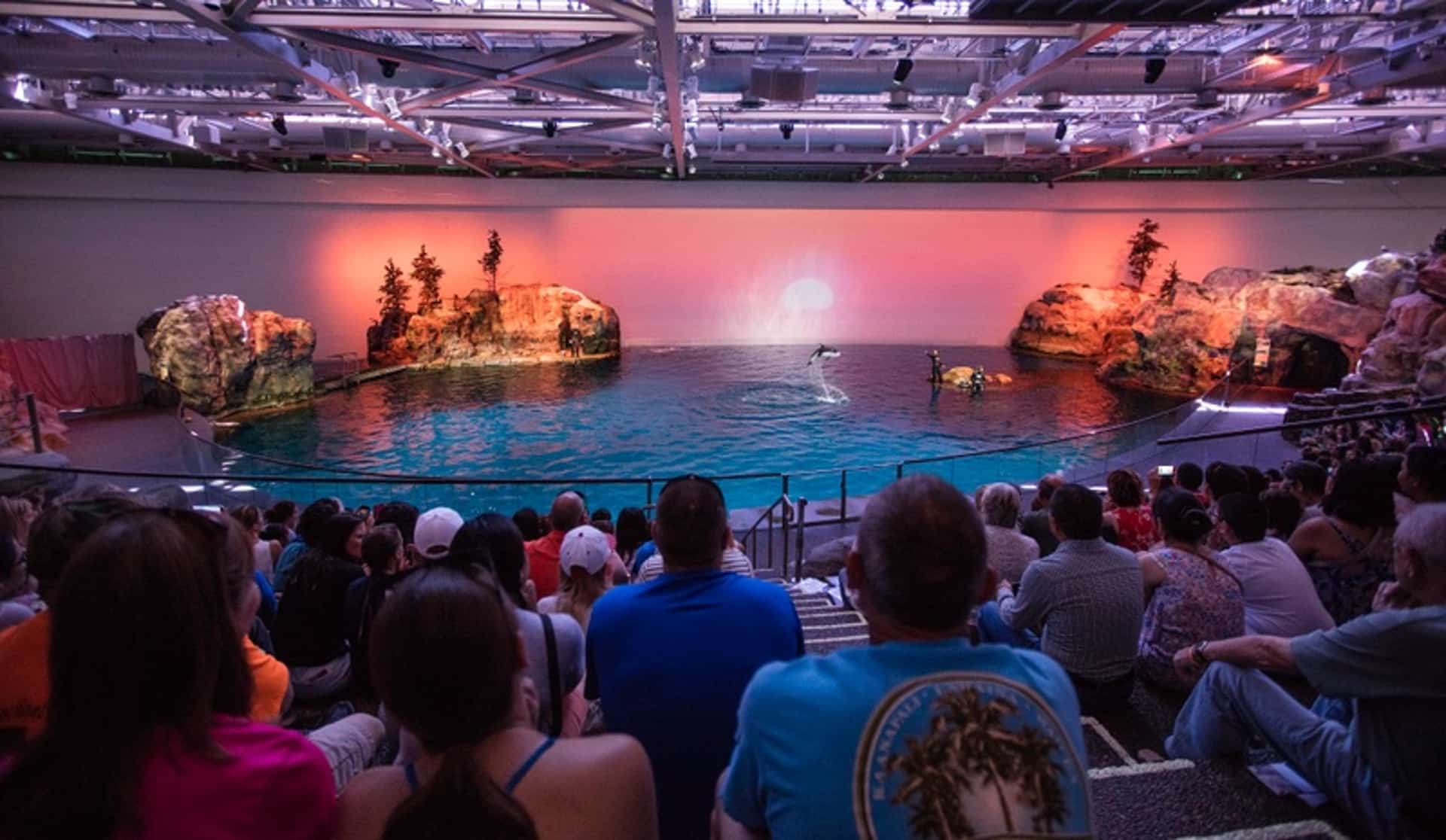Shedd Aquarium Illinois dolphin show
