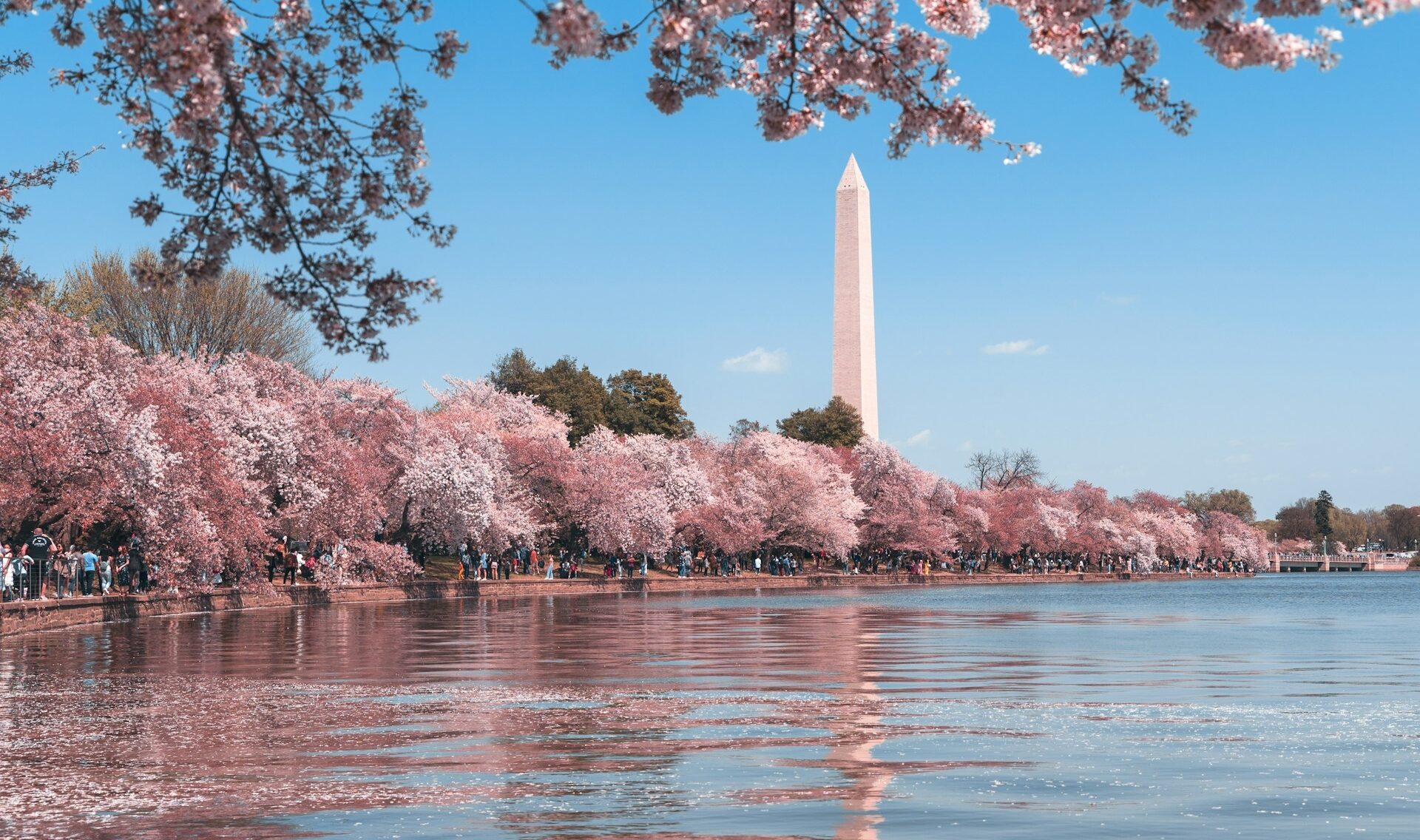 View of Washington Monument from the tidal basin with cherry blossoms