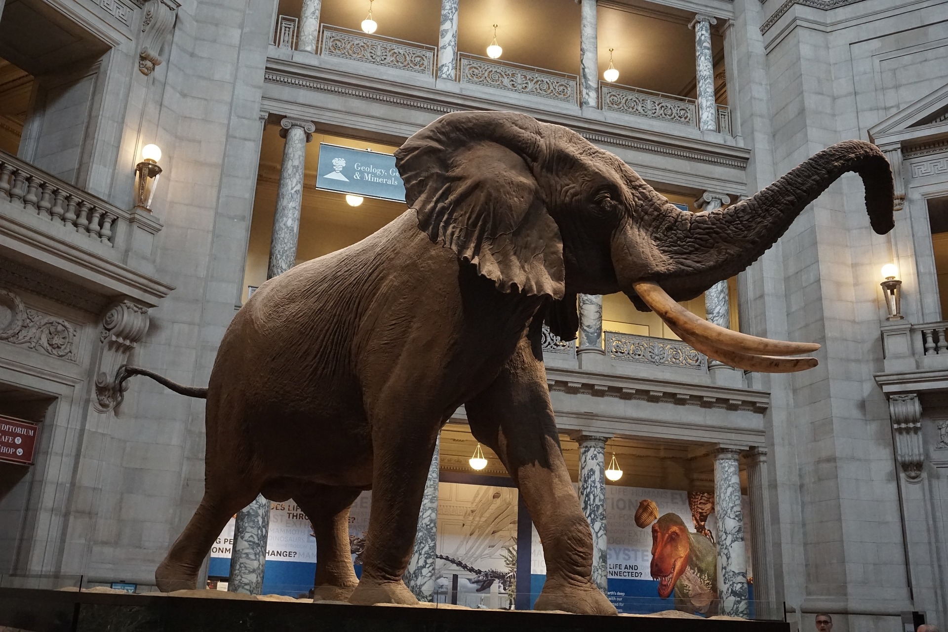 Museum of Natural History showing life size Elephant