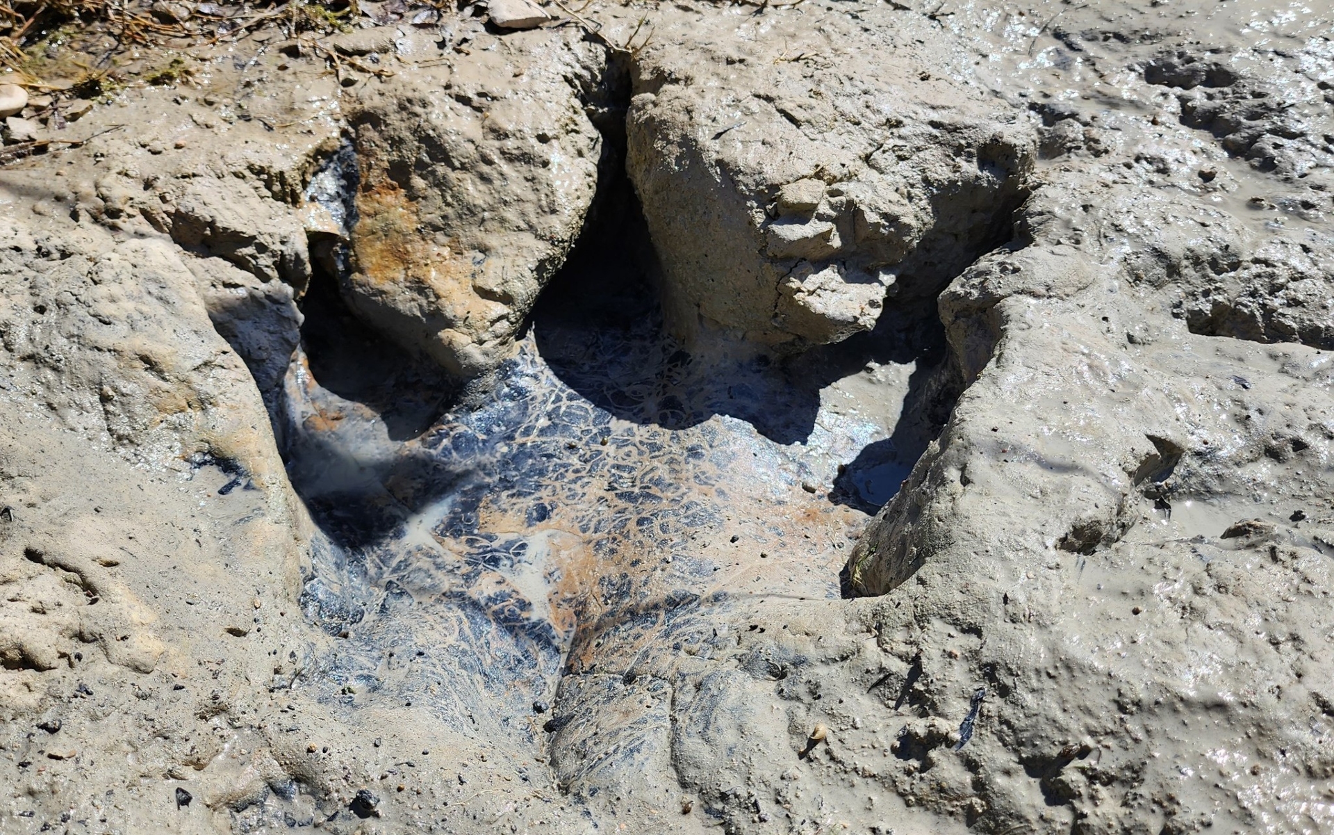 Acrocanthosaurus Track from Dinosaur Valley State Park