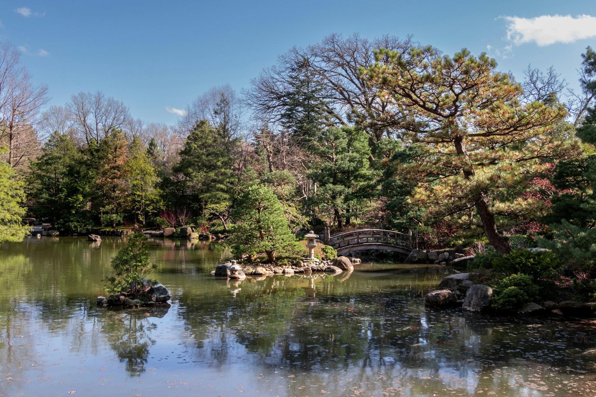 A serene Japanese garden in Illinois with a tranquil pond, lush trees, and an elegantly arched bridge in the distance, nestled under a clear blue sky.