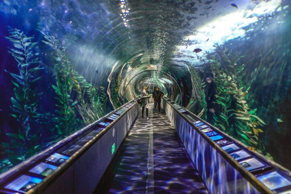 Aquarium_of_the_bay_Aquarium wonderful underwater experience