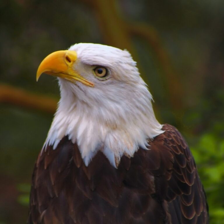 Contact us page SQ American Eagle