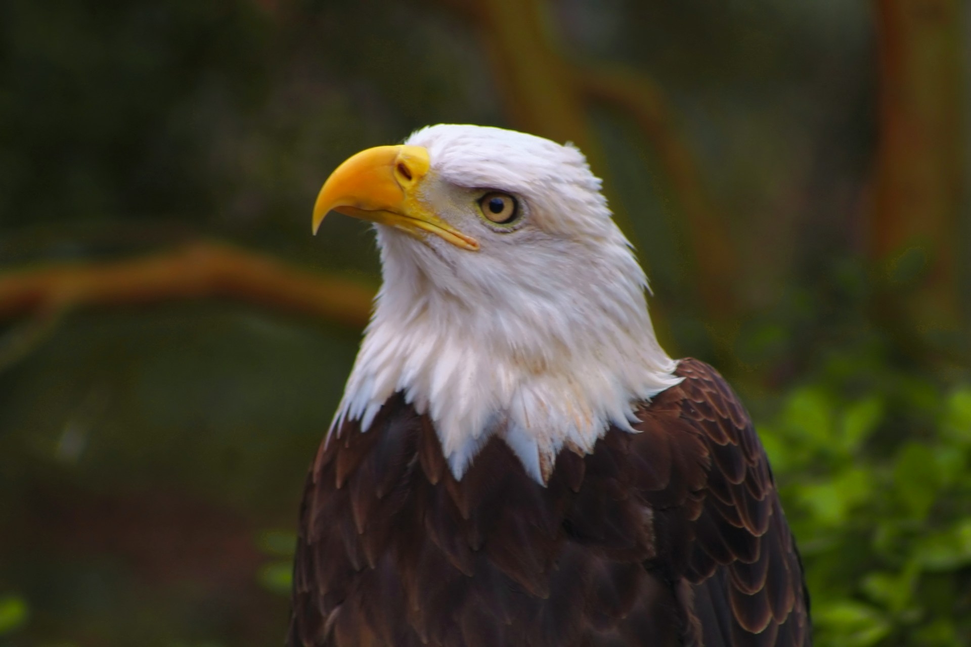 Contact us page of the American Eagle