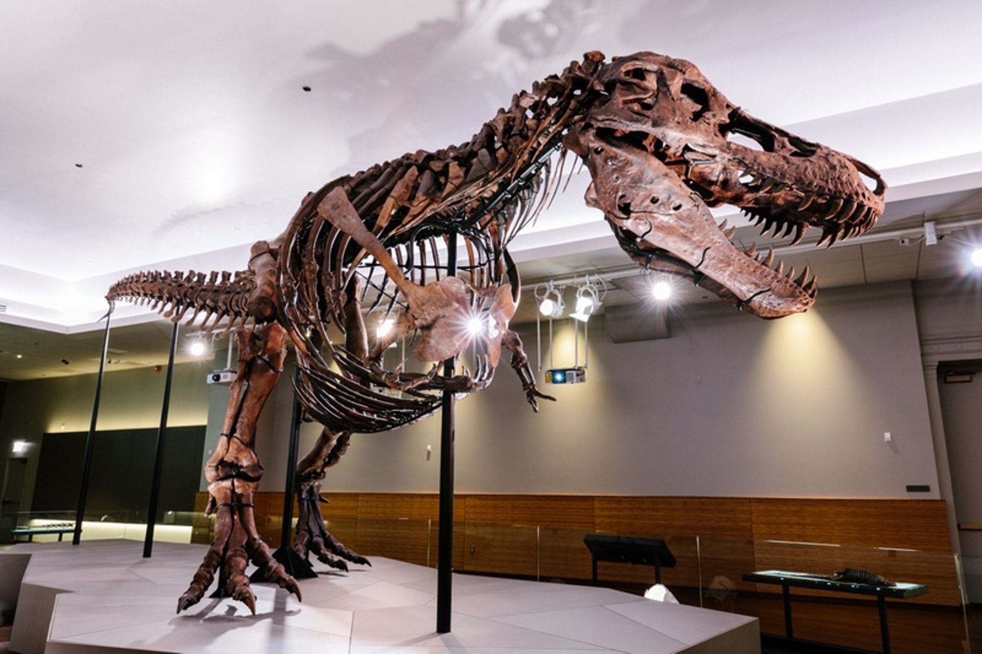 A towering tyrannosaurus rex skeleton on display in an Illinois museum exhibit, showcasing the mighty prehistoric predator in all its fossilized glory.