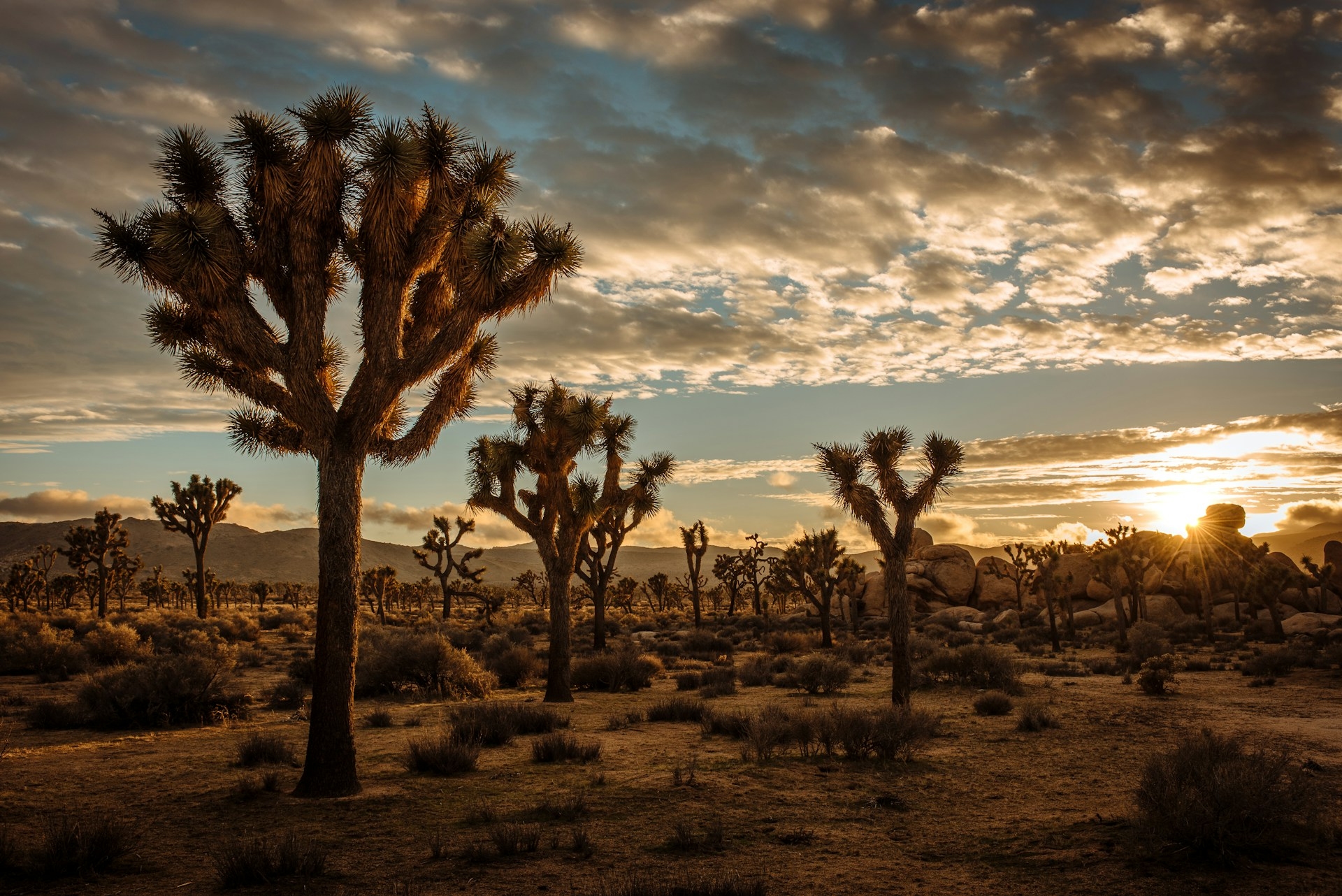 Joshua Tree National Park used by U2 rock band on their album