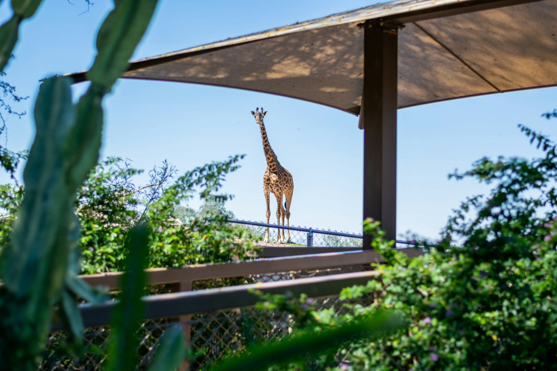 Phoenix Zoo showing the giraffe looking on