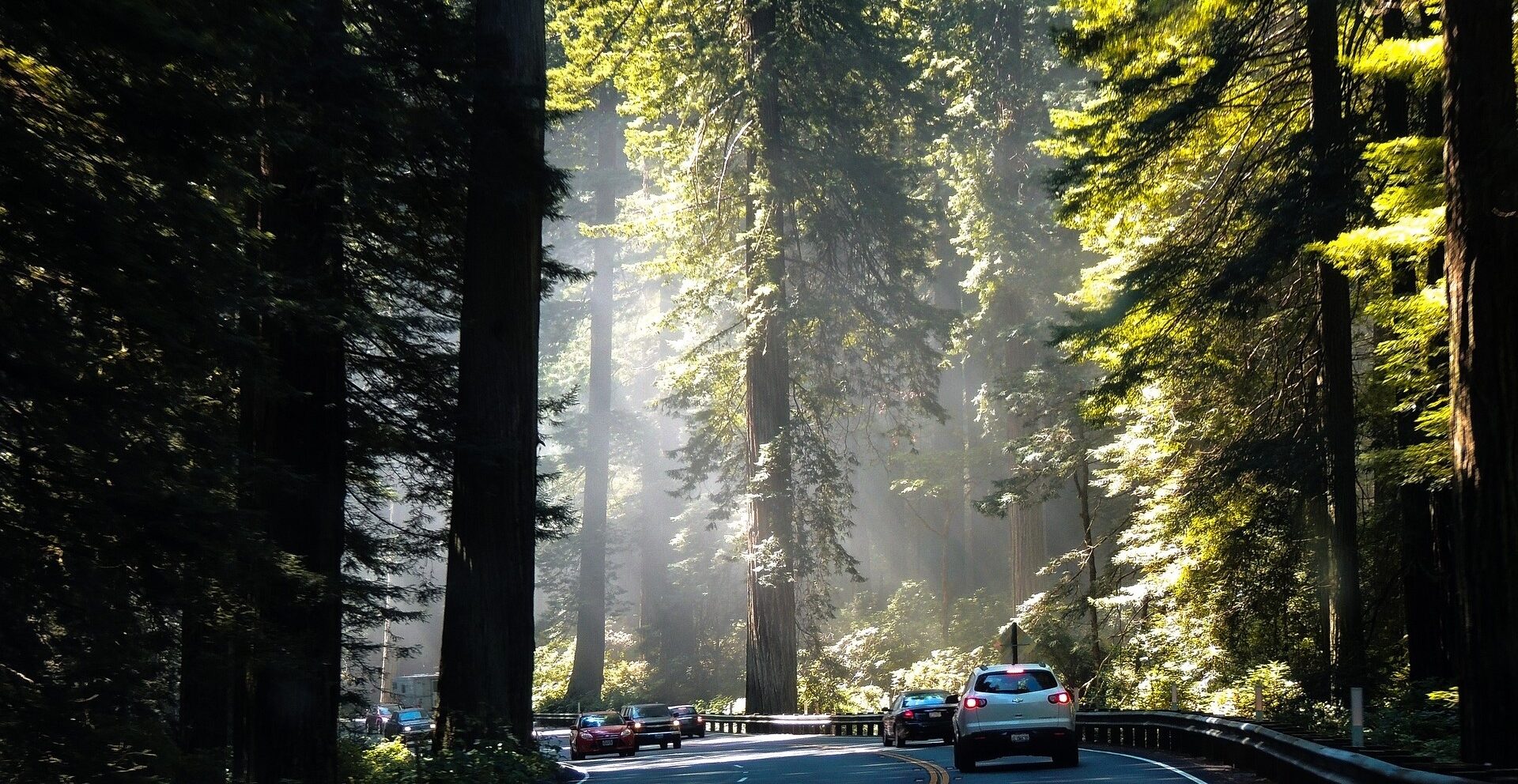 Redwoods National Park beautiful drive through the park