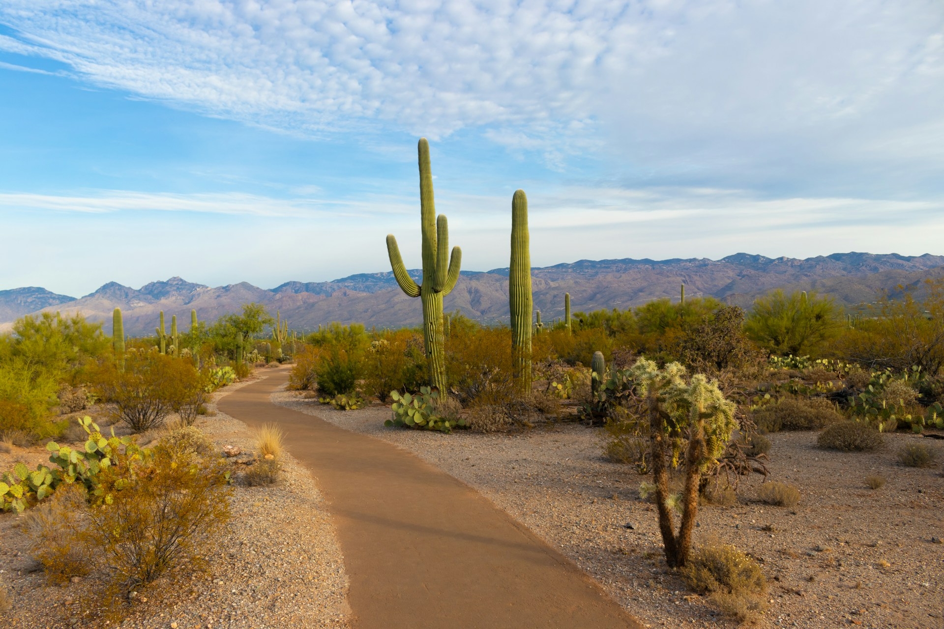 Saguaro National Park in the desert showing the catus