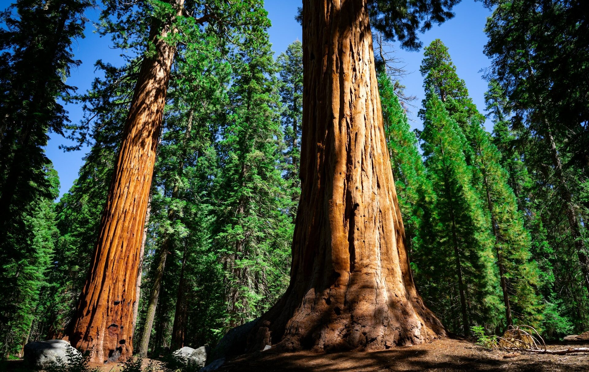 Sequoia National Park massive trees showing the size of these trees