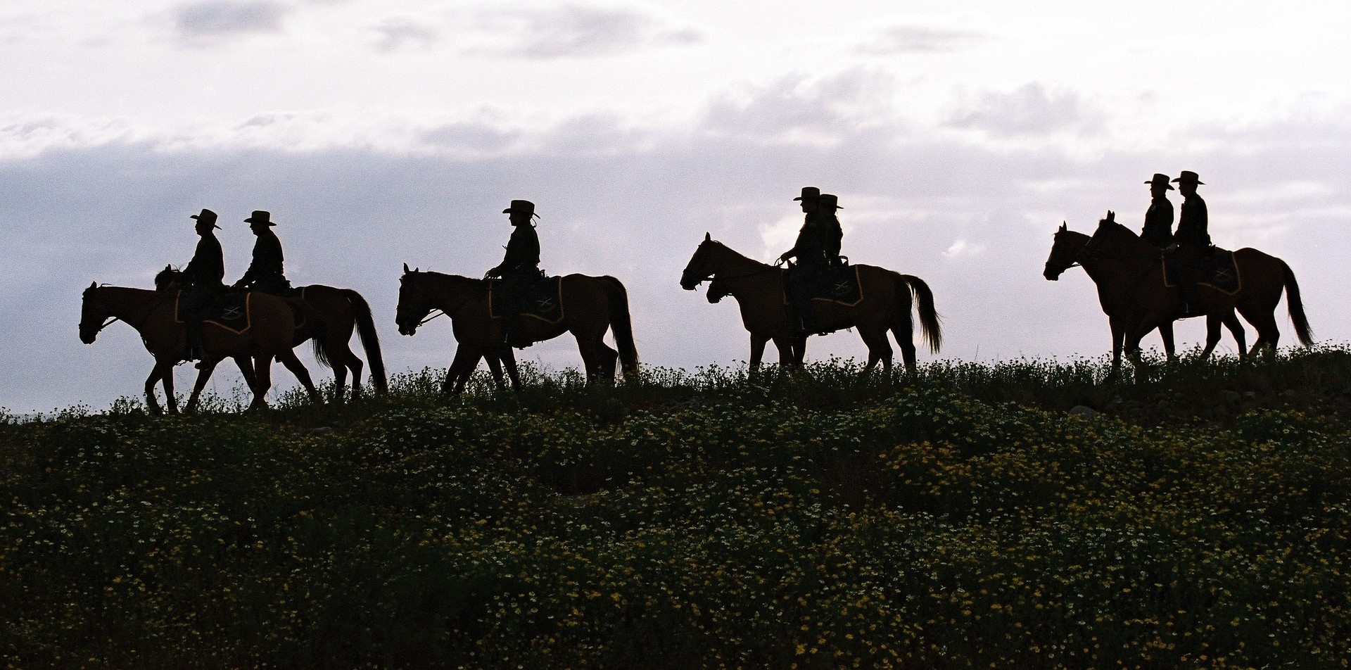 Texas Horses Silhoetted 2 Image by 12019 from