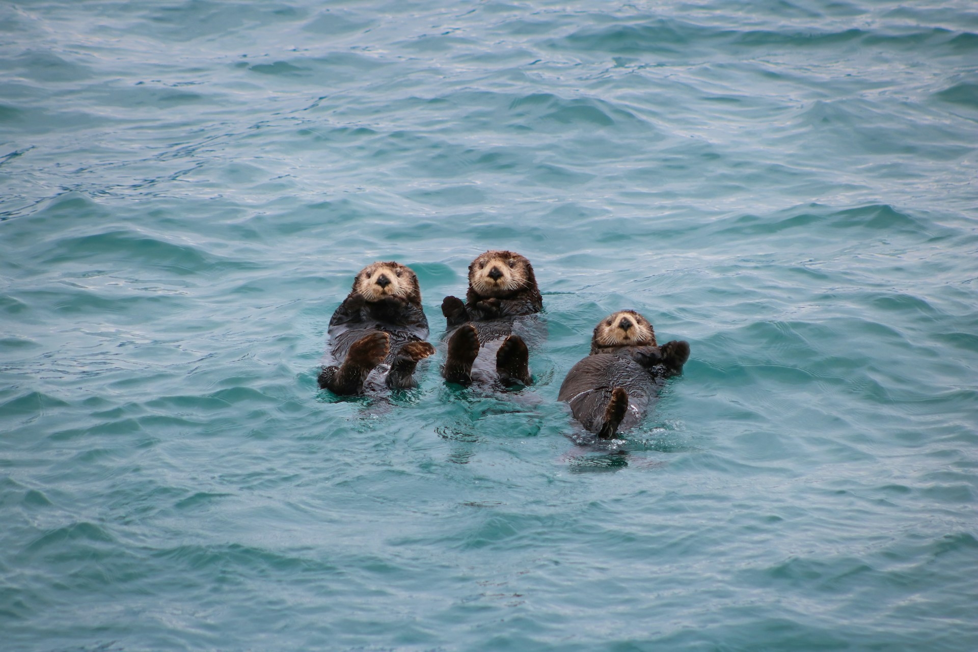 A group of sea otters floating together on their backs in the tranquil blue waters.