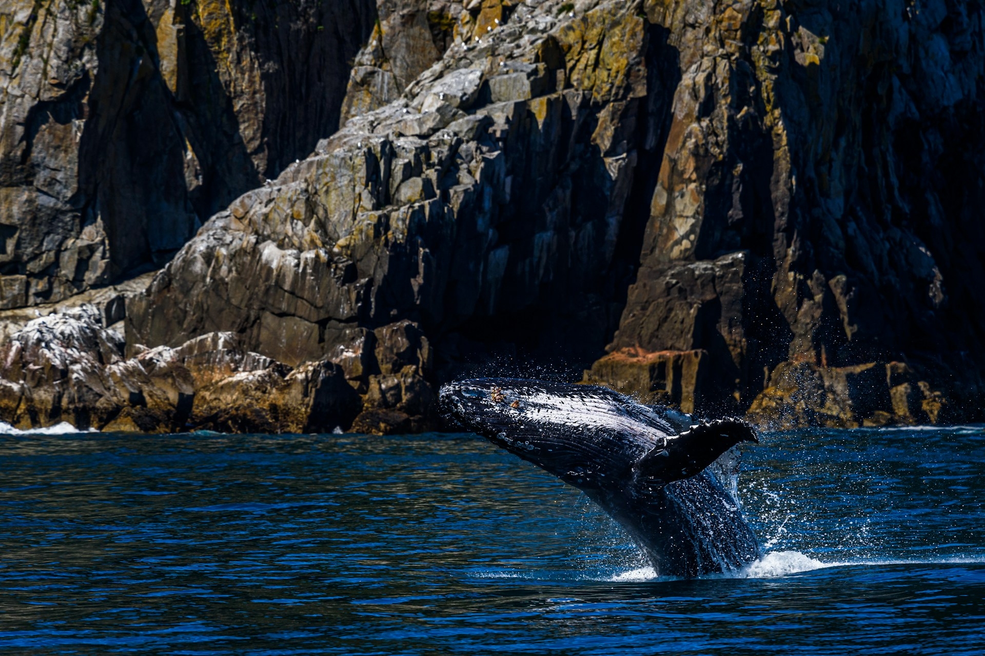 A majestic humpback whale breaches the ocean's surface near a rugged cliff coastline.