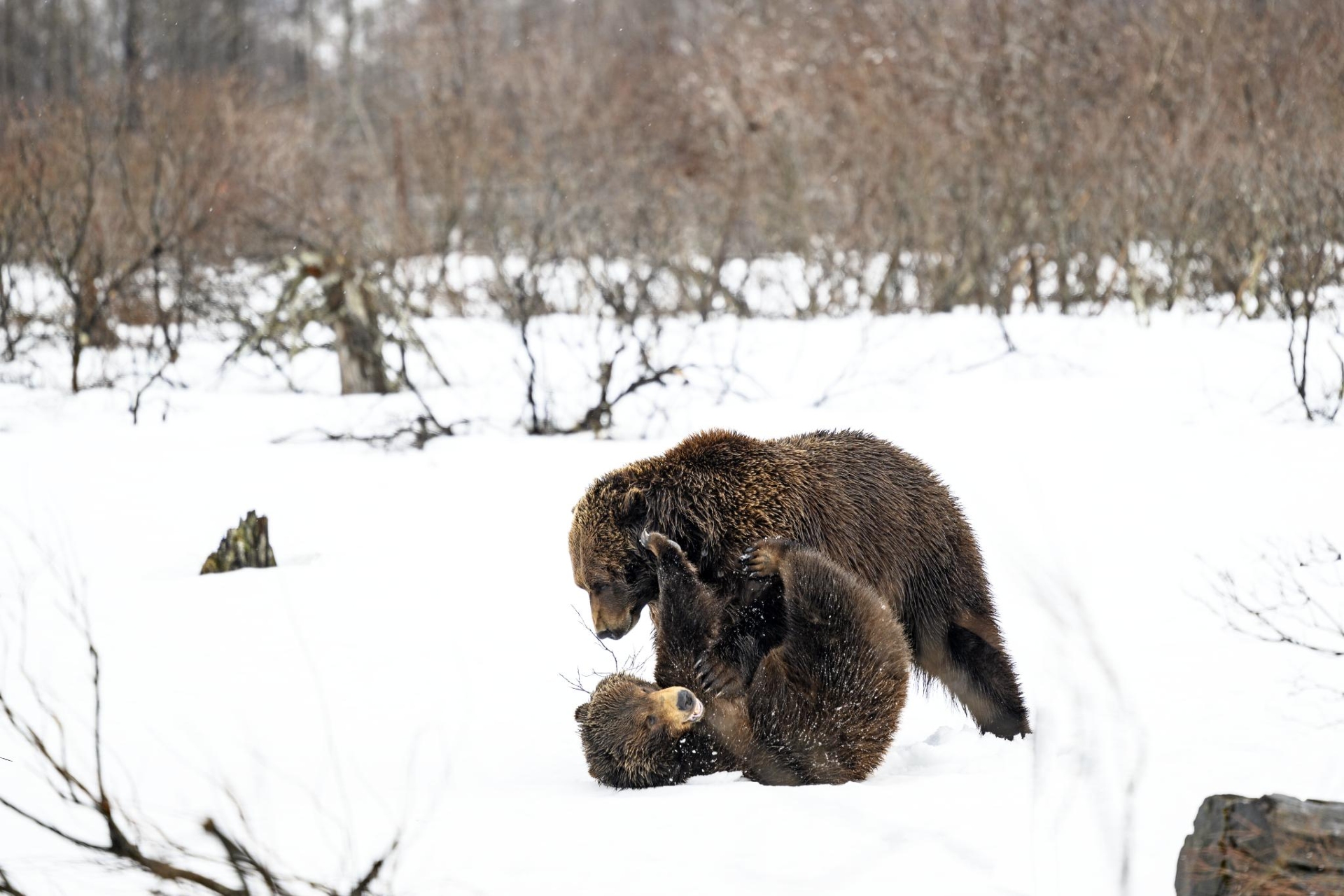 Two bears engaging in a playful scuffle in a snowy landscape.