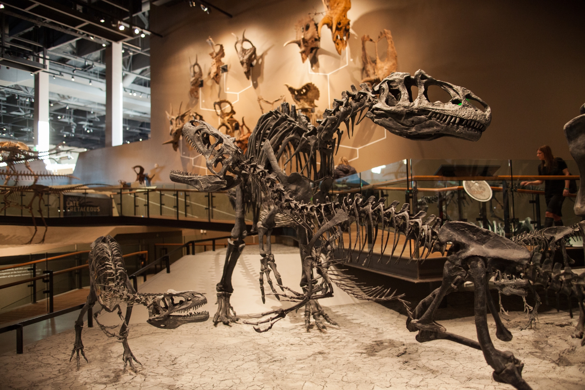 A fierce tyrannosaurus rex skeleton on display, dominating a museum exhibition with its imposing size and structure, as other dinosaur fossils loom in the background.