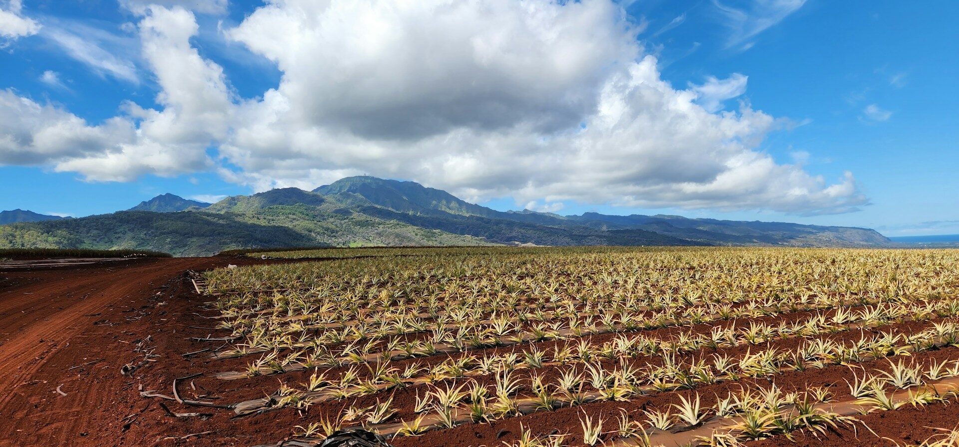 Broad pineapple fields stretching towards distant mountains under a dynamic blue sky with fluffy clouds.