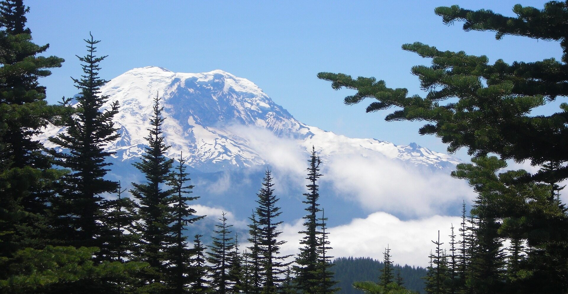 Majestic snow-capped mountain peeking through lush green pine trees against a bright blue sky with wispy clouds.