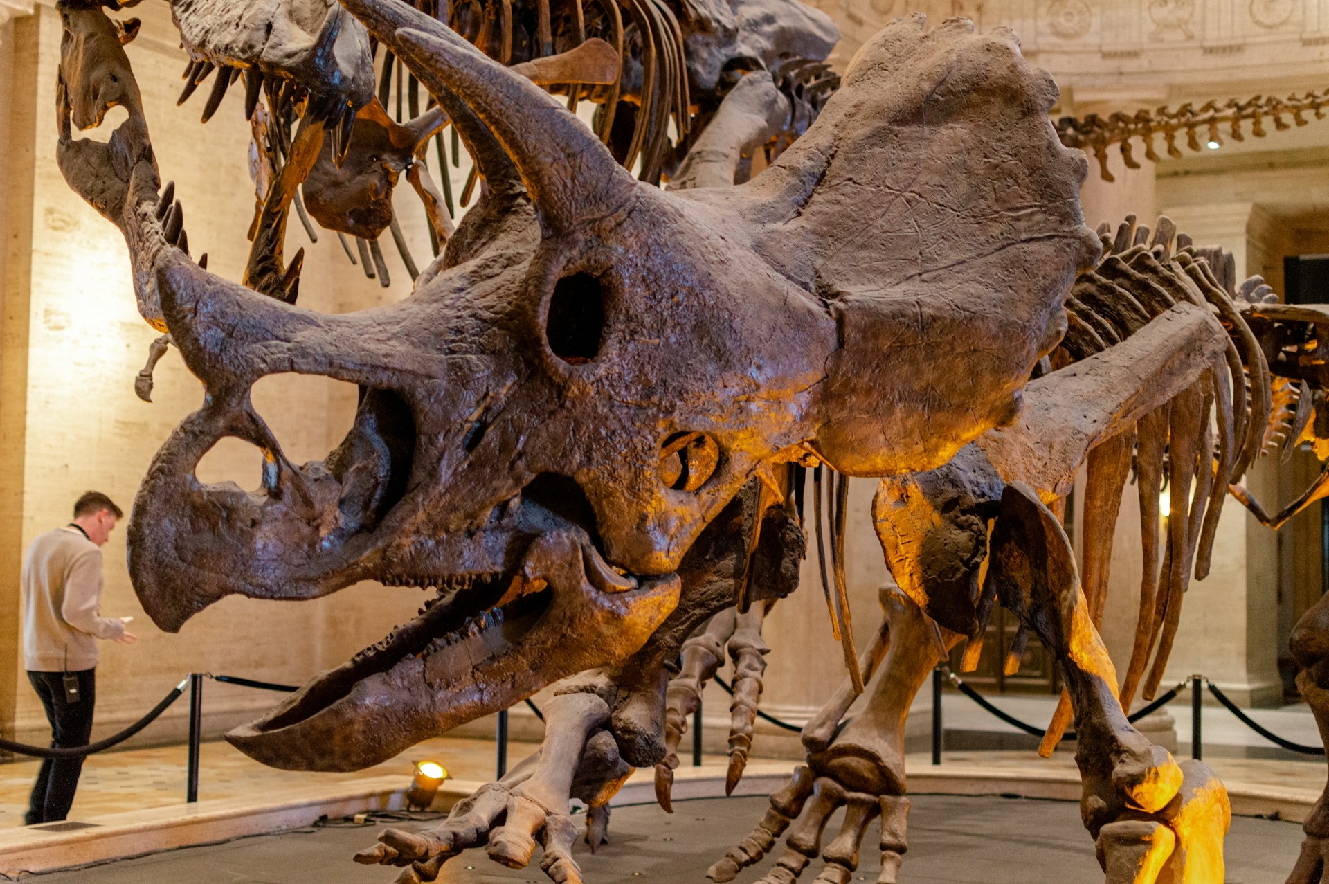 Majestic triceratops skeleton on display in Los Angeles, captivating visitors with its formidable horned skull and massive bone structure, a journey back to the prehistoric era.