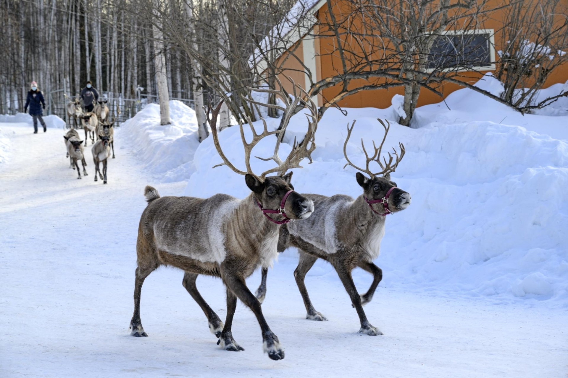 Two reindeer with harnesses trotting on a snow-lined path, with snowy trees and a bright yellow building in the background, while people on horseback follow behind.