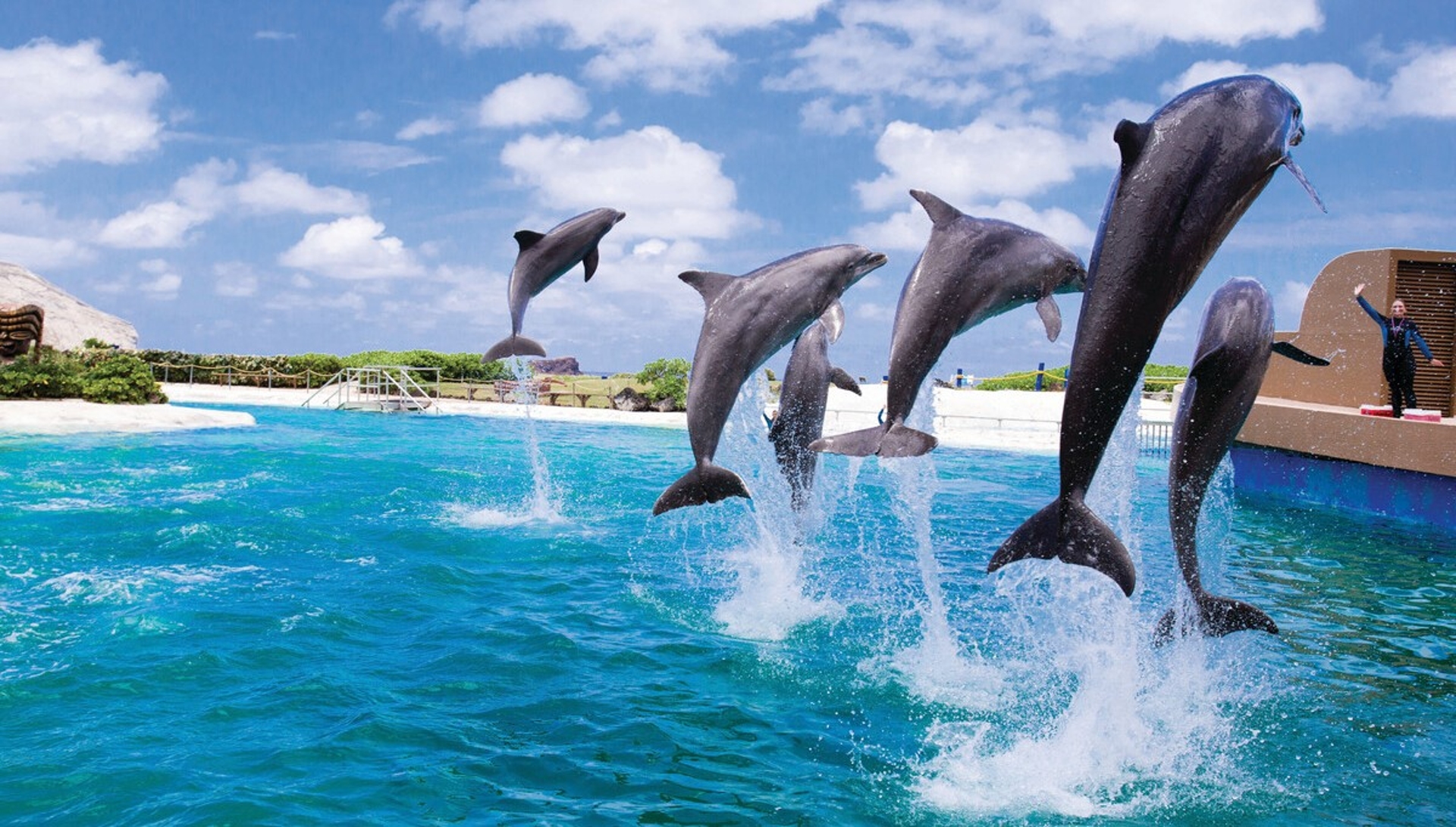 A group of dolphins gracefully leaping out of turquoise waters in a synchronized display against a backdrop of a blue sky with fluffy clouds.