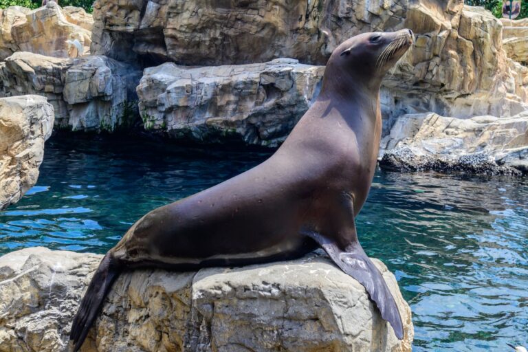 SeaWorld Orlando where the ocean life meet humans