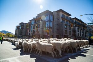 Trailing of the Sheep Festival-Ketchum