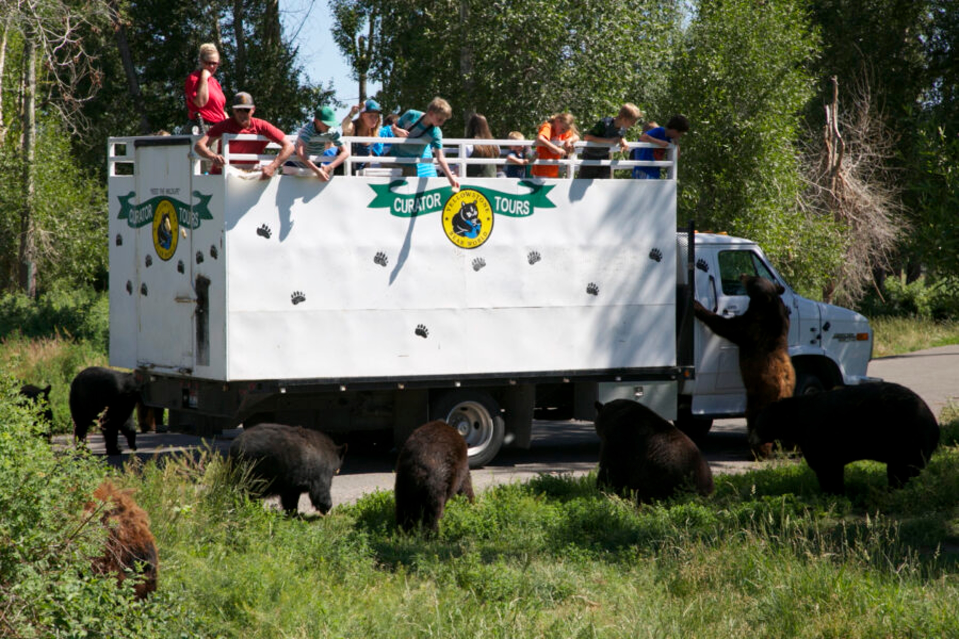 Yellowstone Bear World Curator tours in Idaho