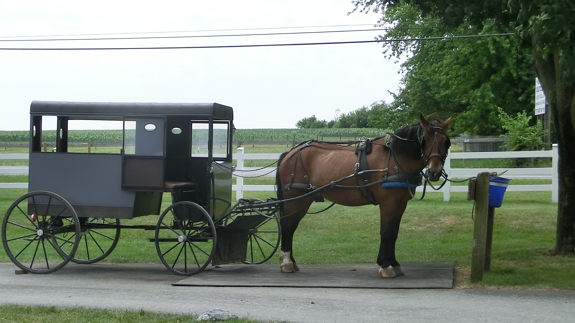 Amish Horse Coach in Amish country Pennsylvania