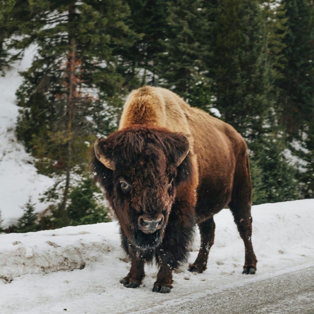 Bison in Wyoming huge animals and the Bison is broadly seen in Wyoming and is the state with one the most Bison living in it