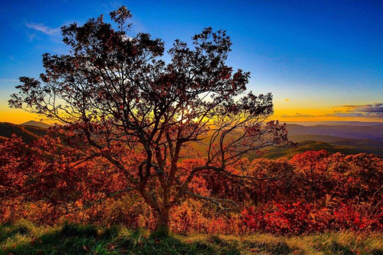 Blue Ridge Parkway Thunder Ridge Outlook overlooking the valley with a stunning tree in the foreground in the fall