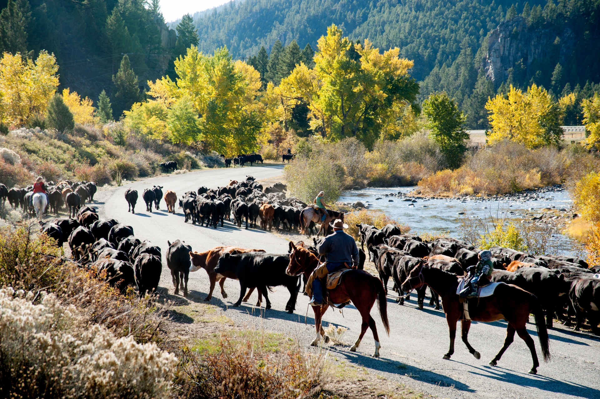 Cattle drive Montana hearding the cows along side the river