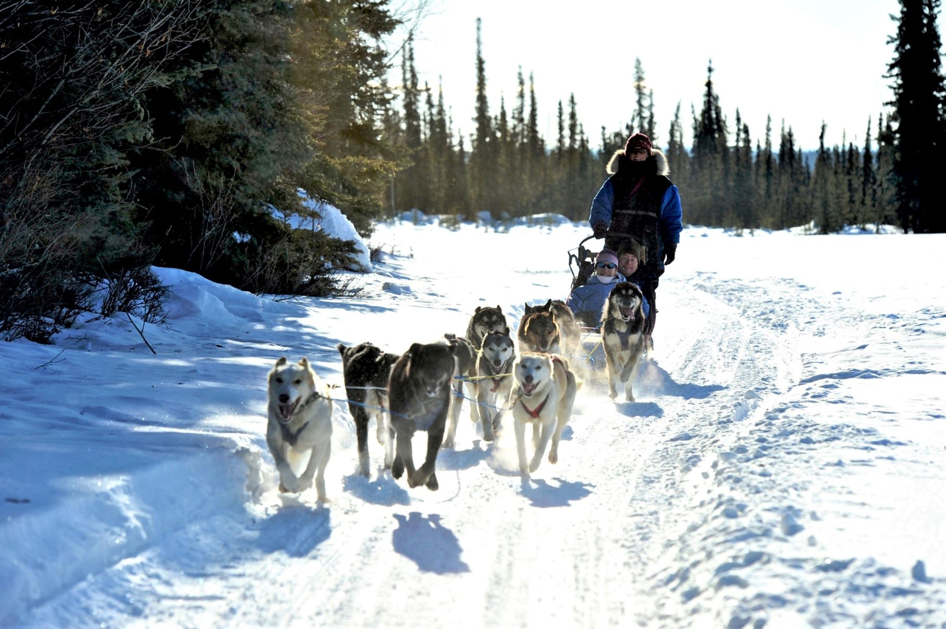 Fairbanks dogsledding in Alaska