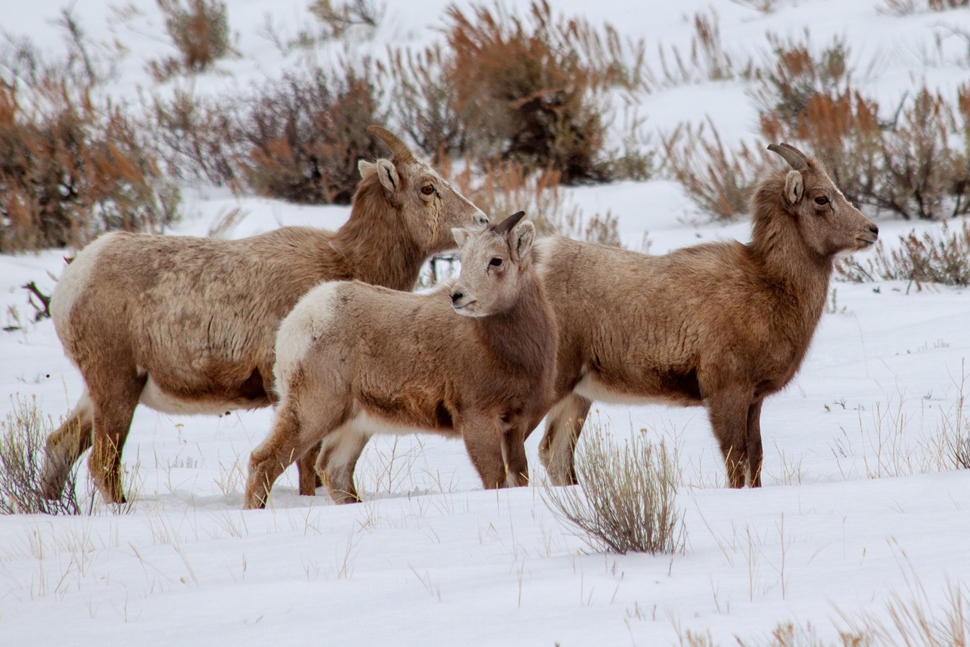 Grand Teton National Park with baby sheep & older sheep wading through the snow