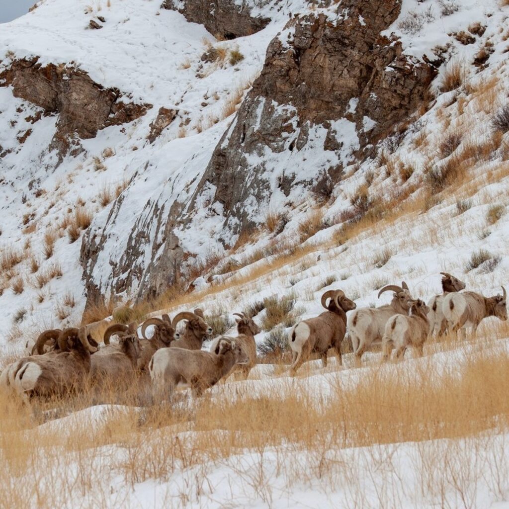 Grand Teton National Park with the sheep goats on the side of the mountain in the snow