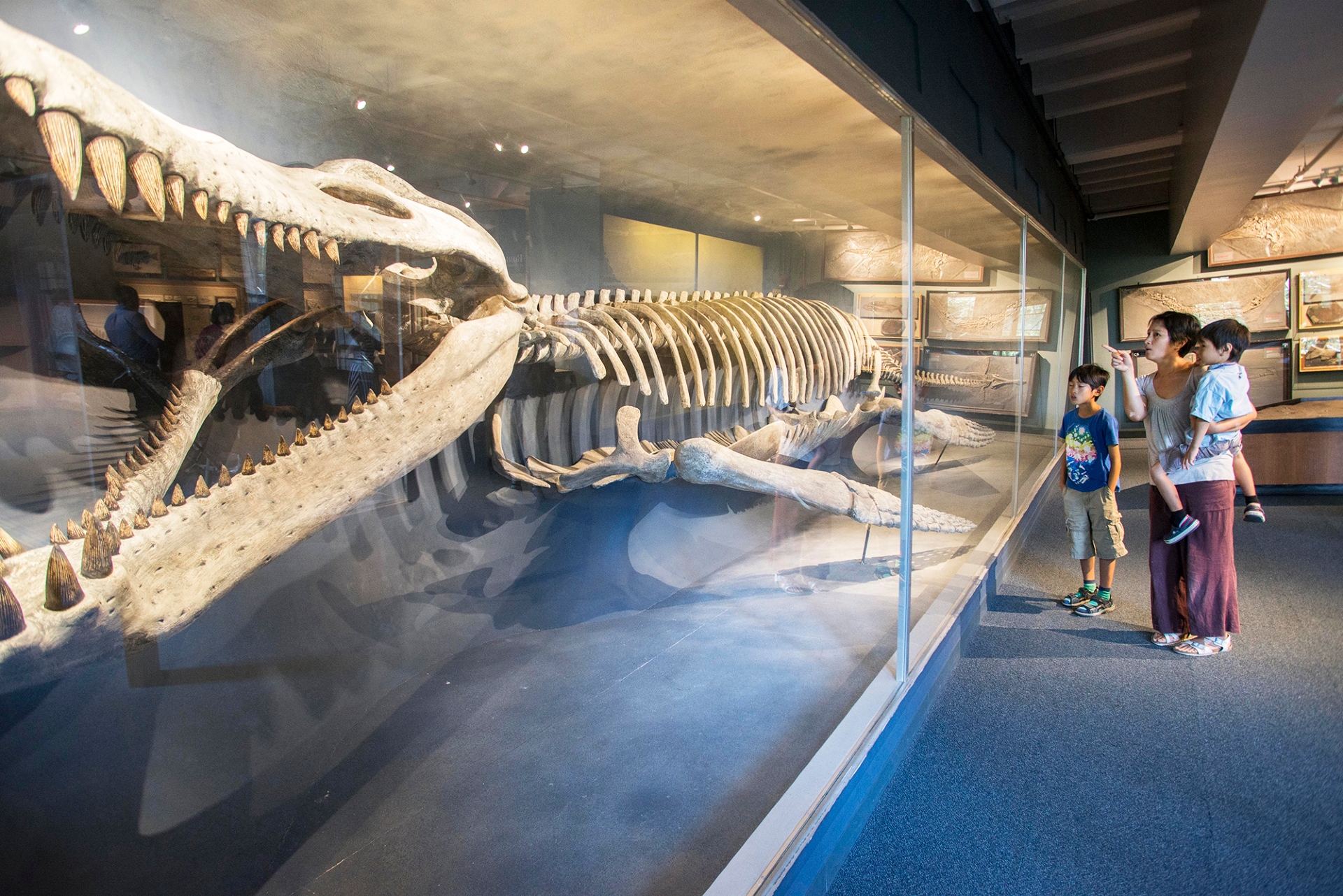 Kronosaurus HMNH Harvard museum of Natural History Boston USA