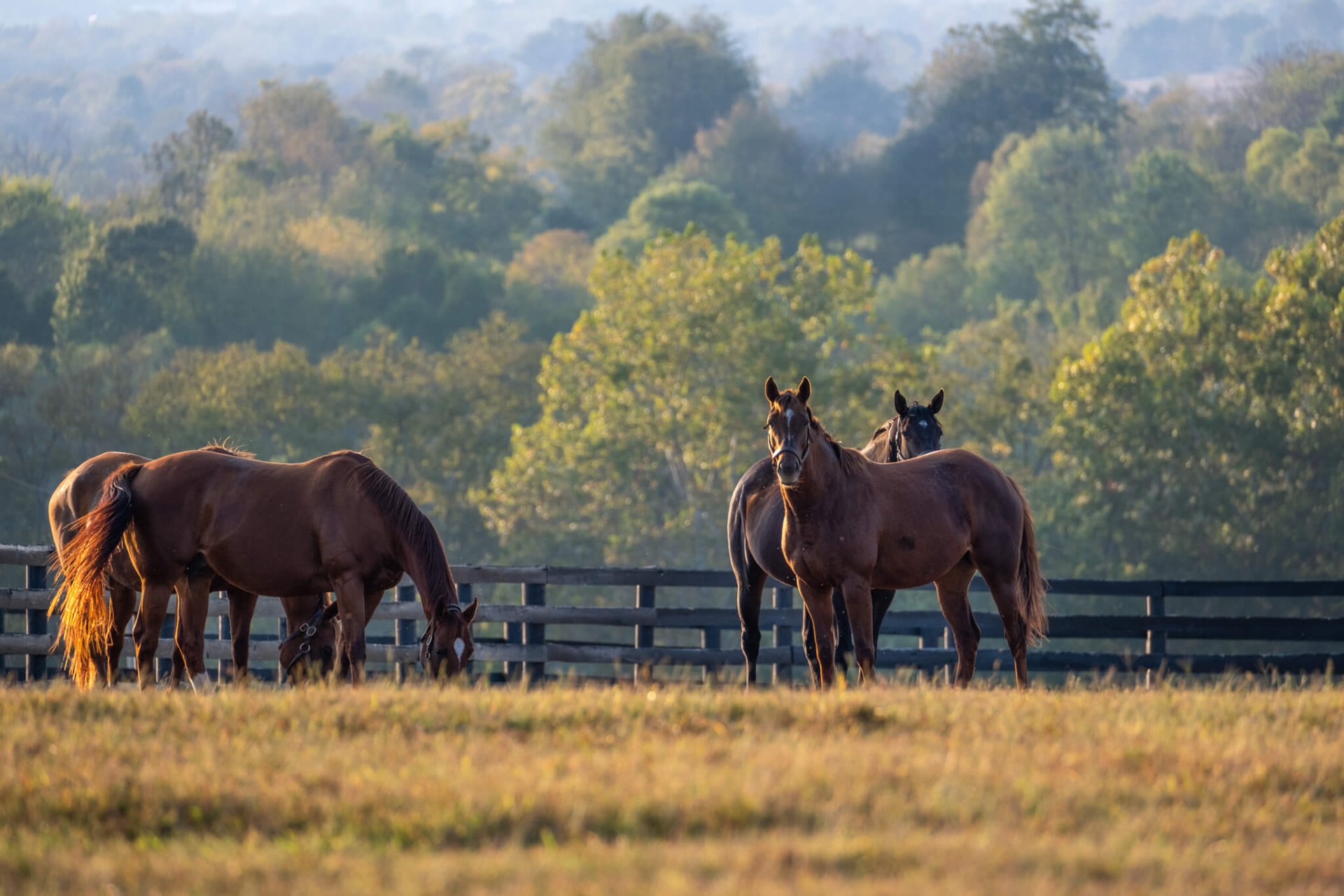 Lexington-horse-farm stunning horse farms of Kentucky