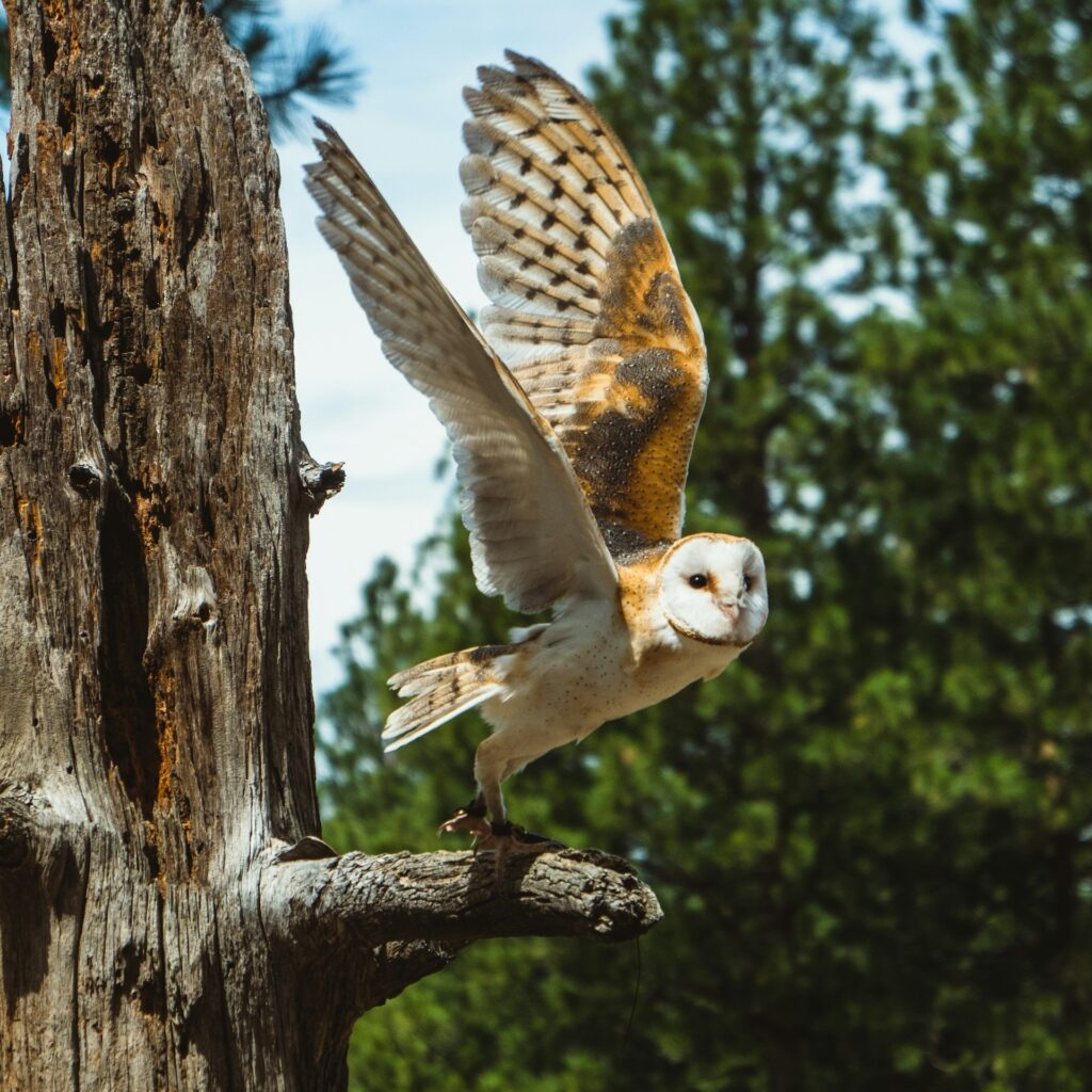 Snowy Owl_High Desert Museum Bend Oregon with owl ready to start flight