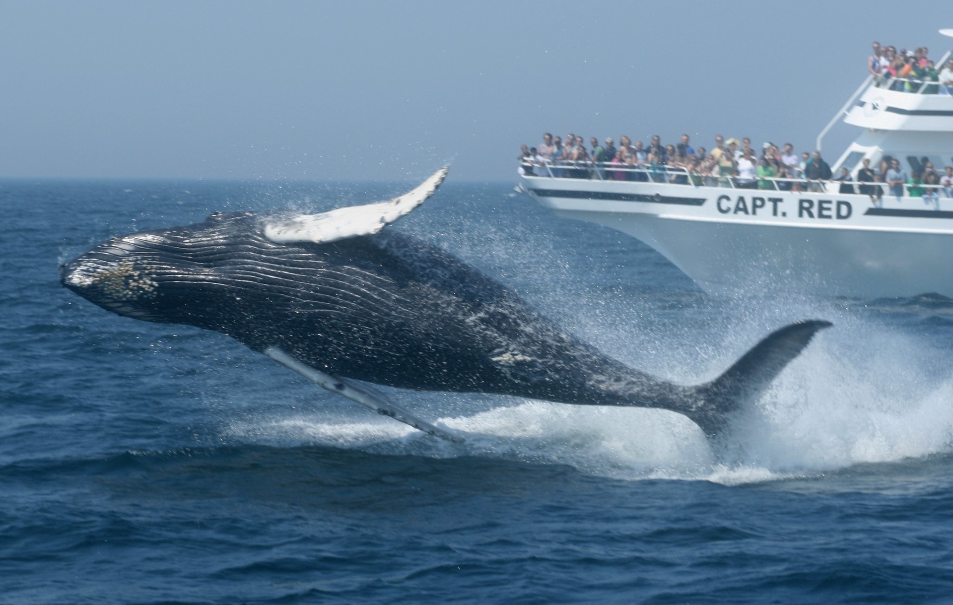 Whale Watching Boston with a massive blue whale leaping out of the water with people looking on