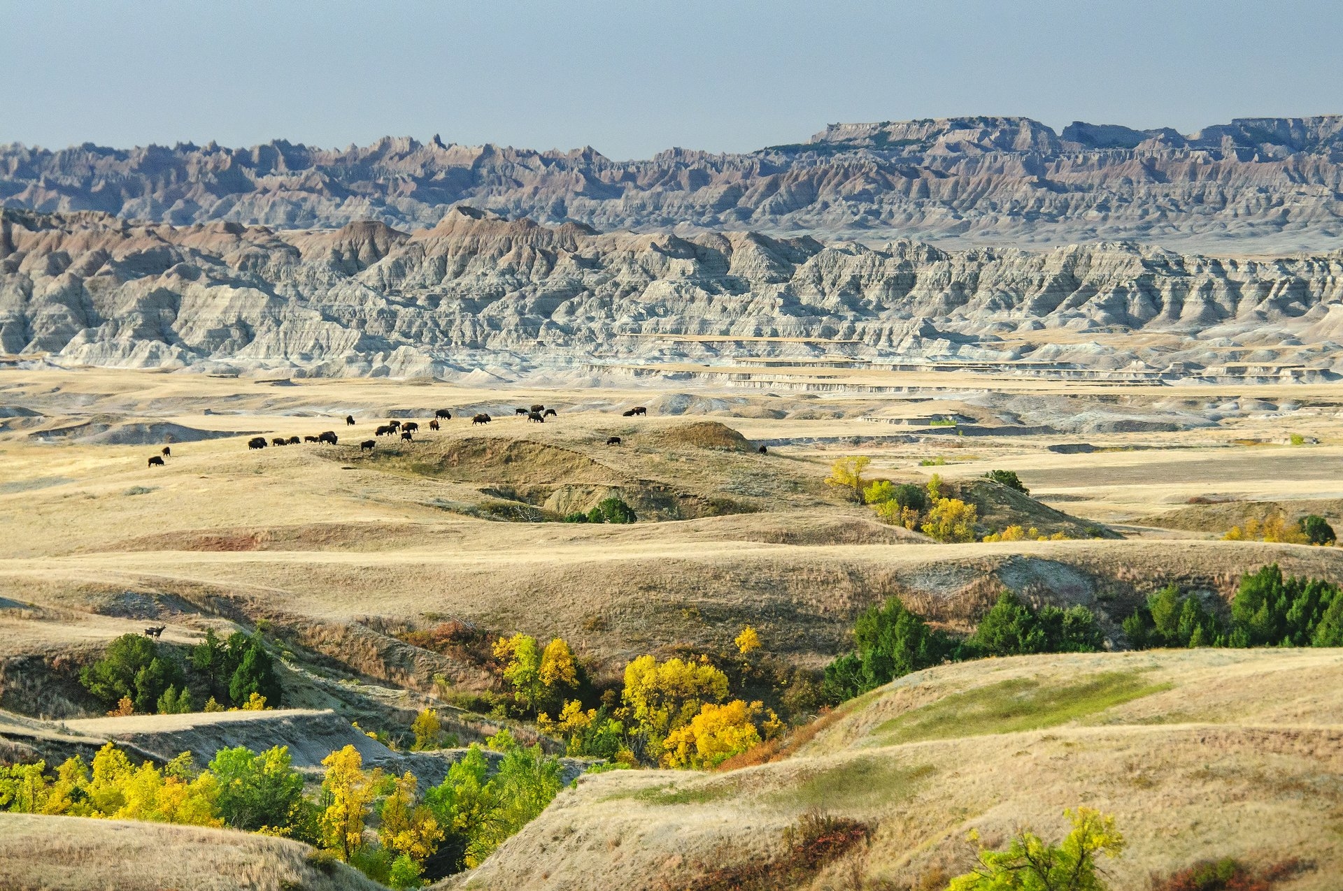 Badlands National Park with some of the wildlife bison that live in these parks with the stunning rock formations in the background