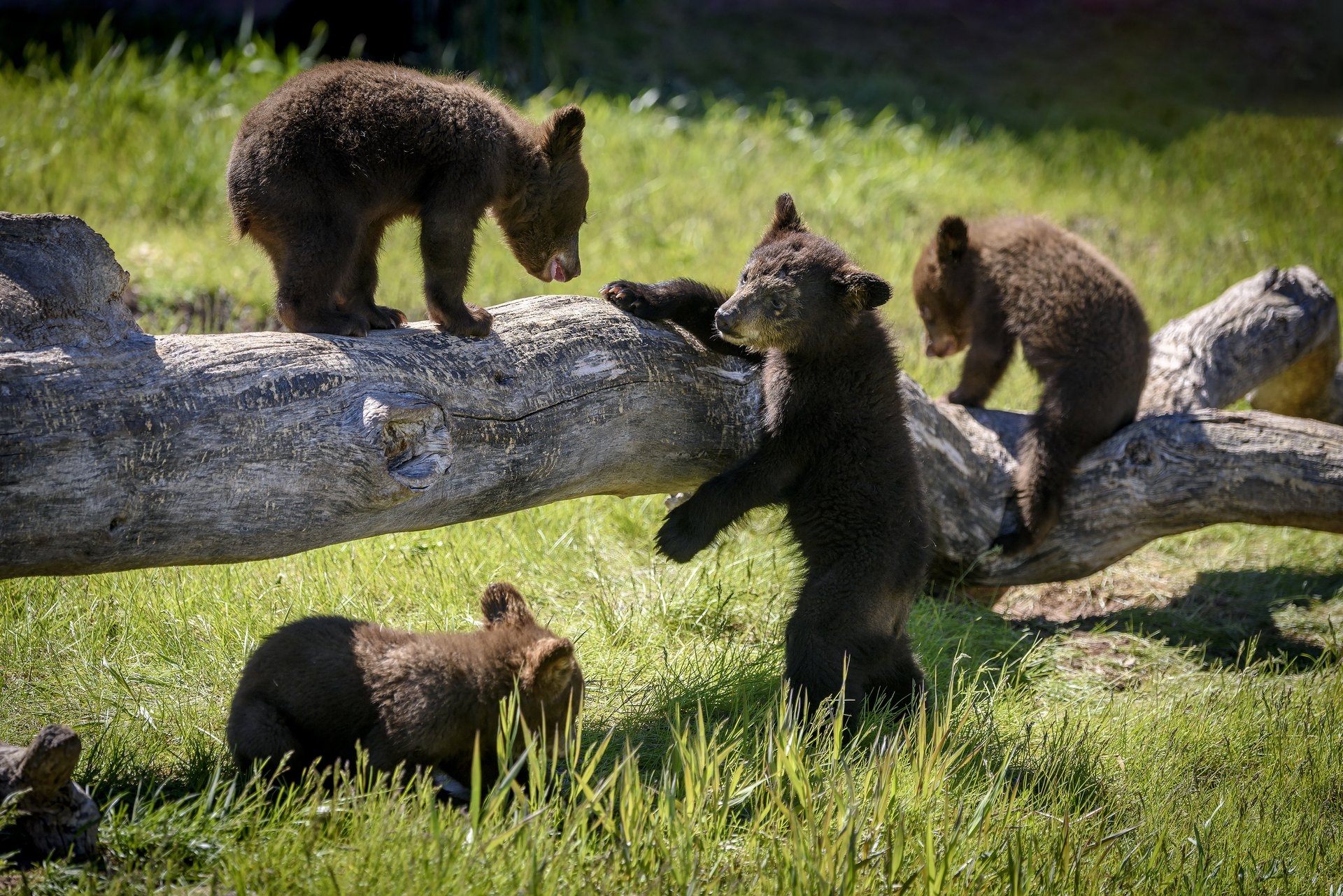 Bear Country Rapid City showing baby bears playing on a fallen tree