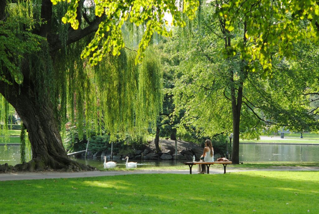 Boston Public Garden in the summer showing a woman admiring and relaxing in the park with the lake and swan in front of her