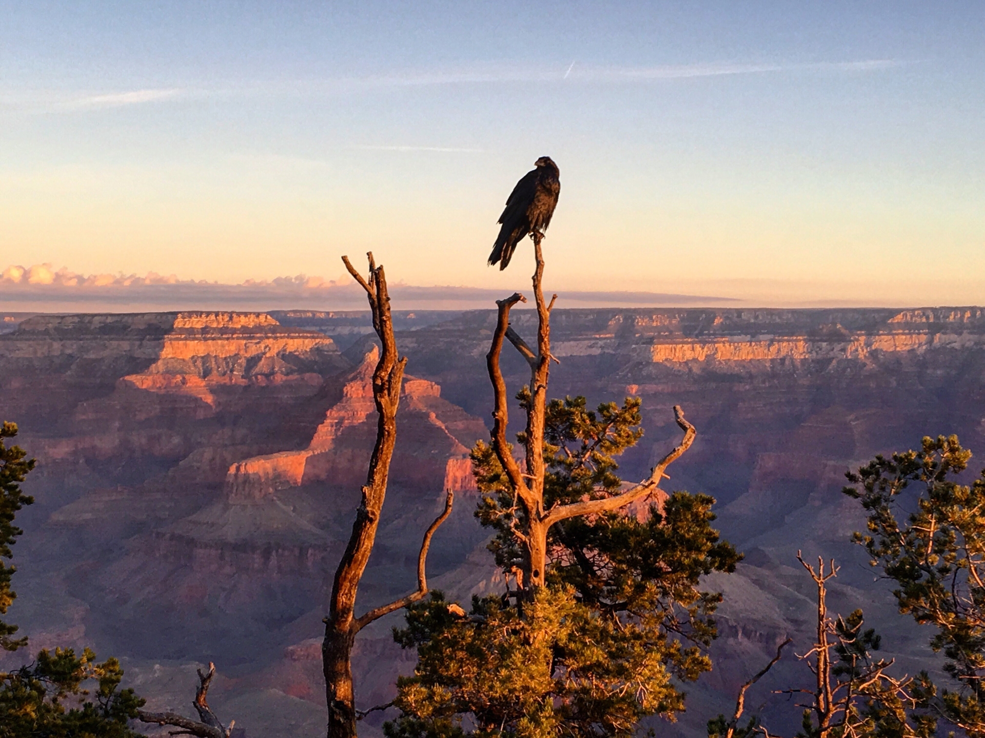 Grand Canyon at sunset looking at a lone eagle sitting on the top of a tree branch
