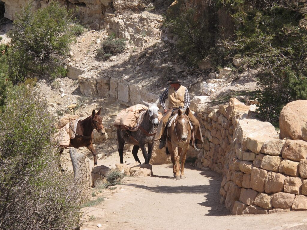 Grand Canyon mule rides up and down the canyon sandy rock paths